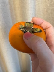 なぎさ